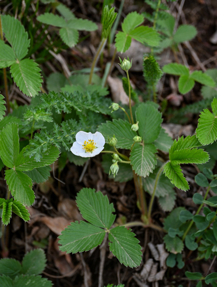 Изображение особи род Fragaria.