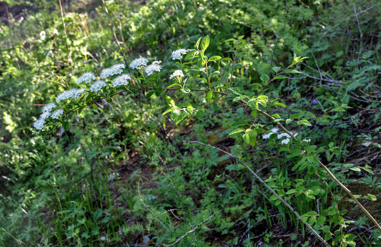 Изображение особи Spiraea flexuosa.