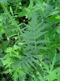 род Valeriana. Часть побега. Иркутская обл., Слюдянский р-н, окр. пос. Култук, смешанный лес. 26.06.2022.