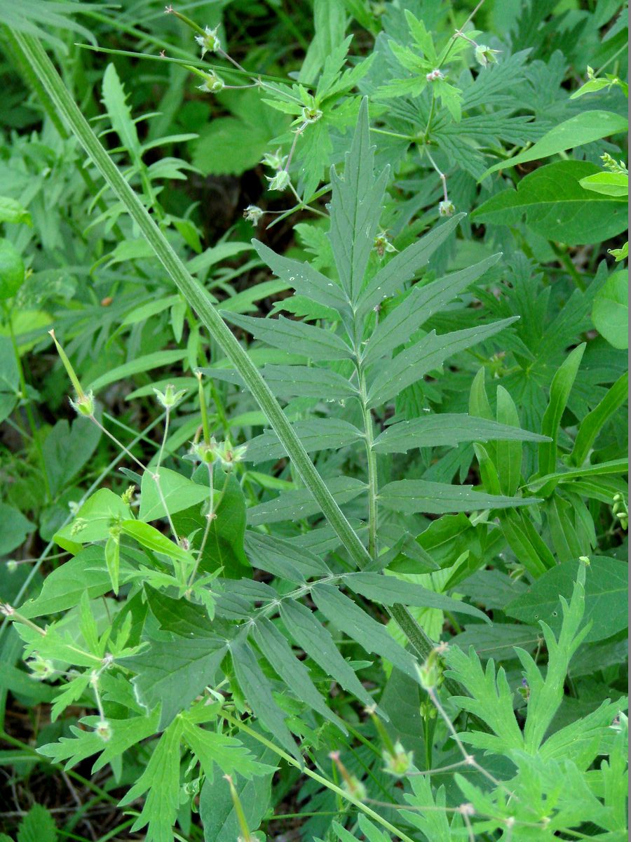 Image of genus Valeriana specimen.