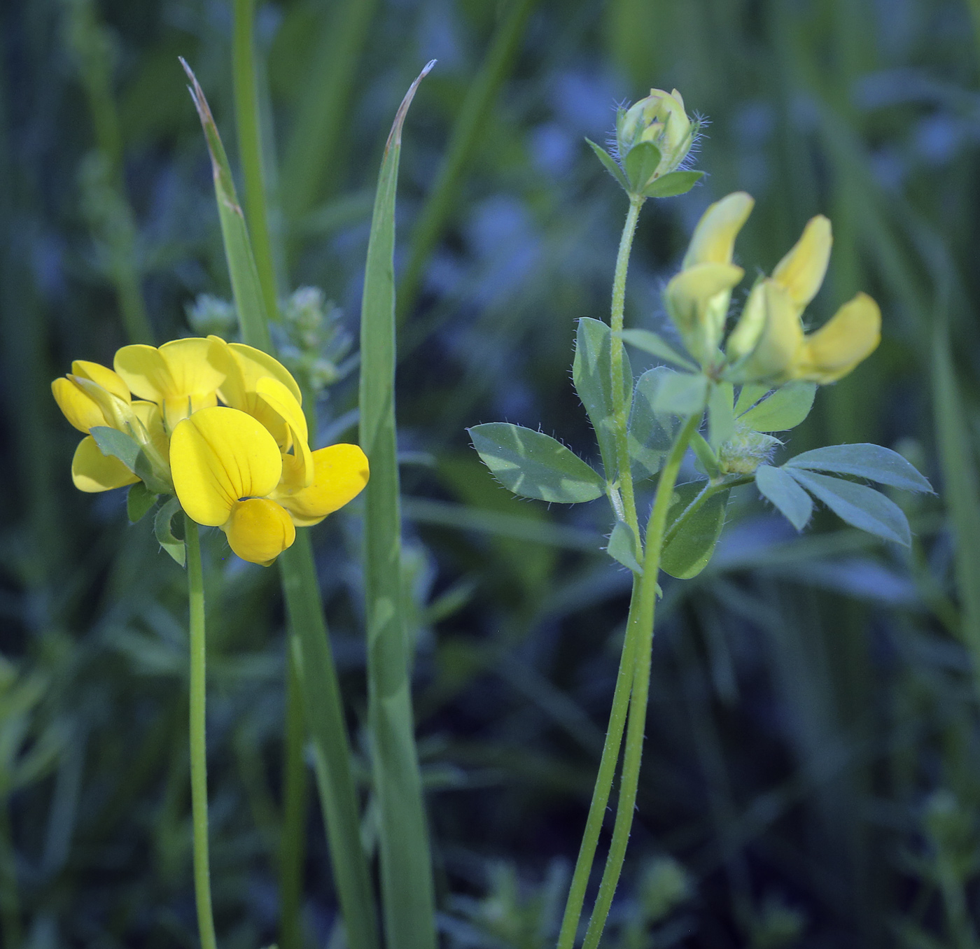 Image of genus Lotus specimen.