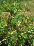 Trifolium dubium