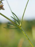 Galium octonarium. Мутовка листьев у основания соцветия. ДНР, окраина Донецка, балка Бирючья, степной участок бровки. 26.06.2021.