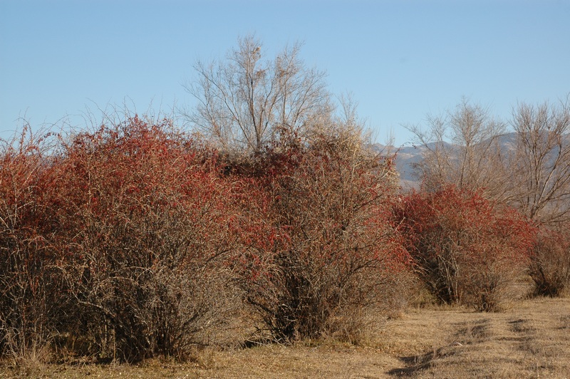 Изображение особи Berberis iliensis.