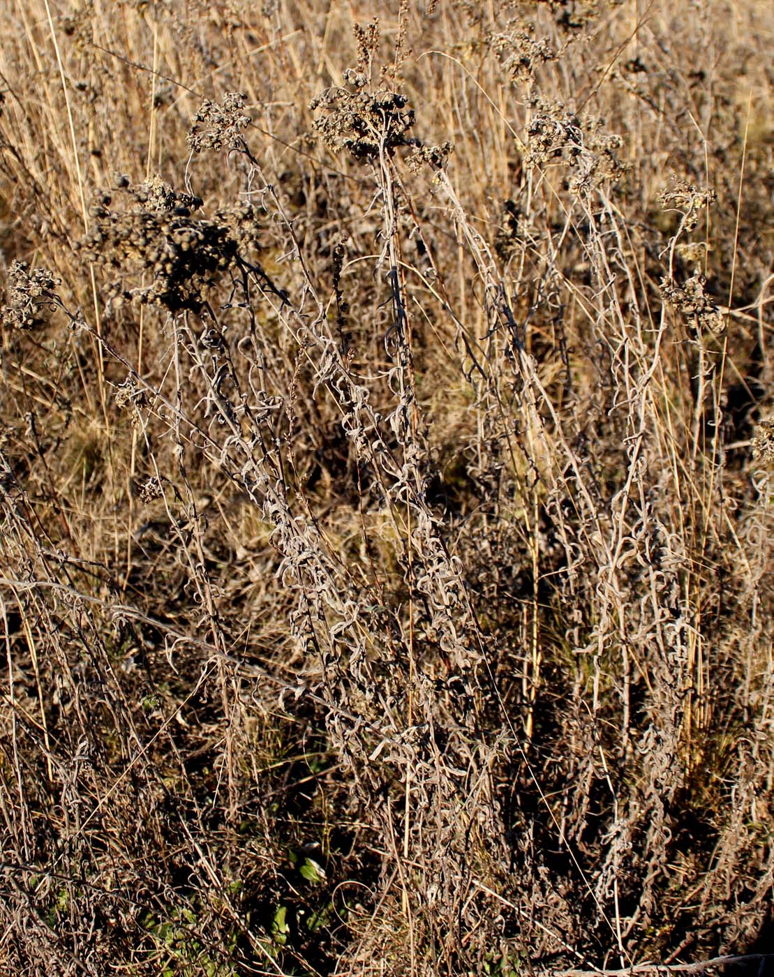 Image of Helichrysum arenarium specimen.