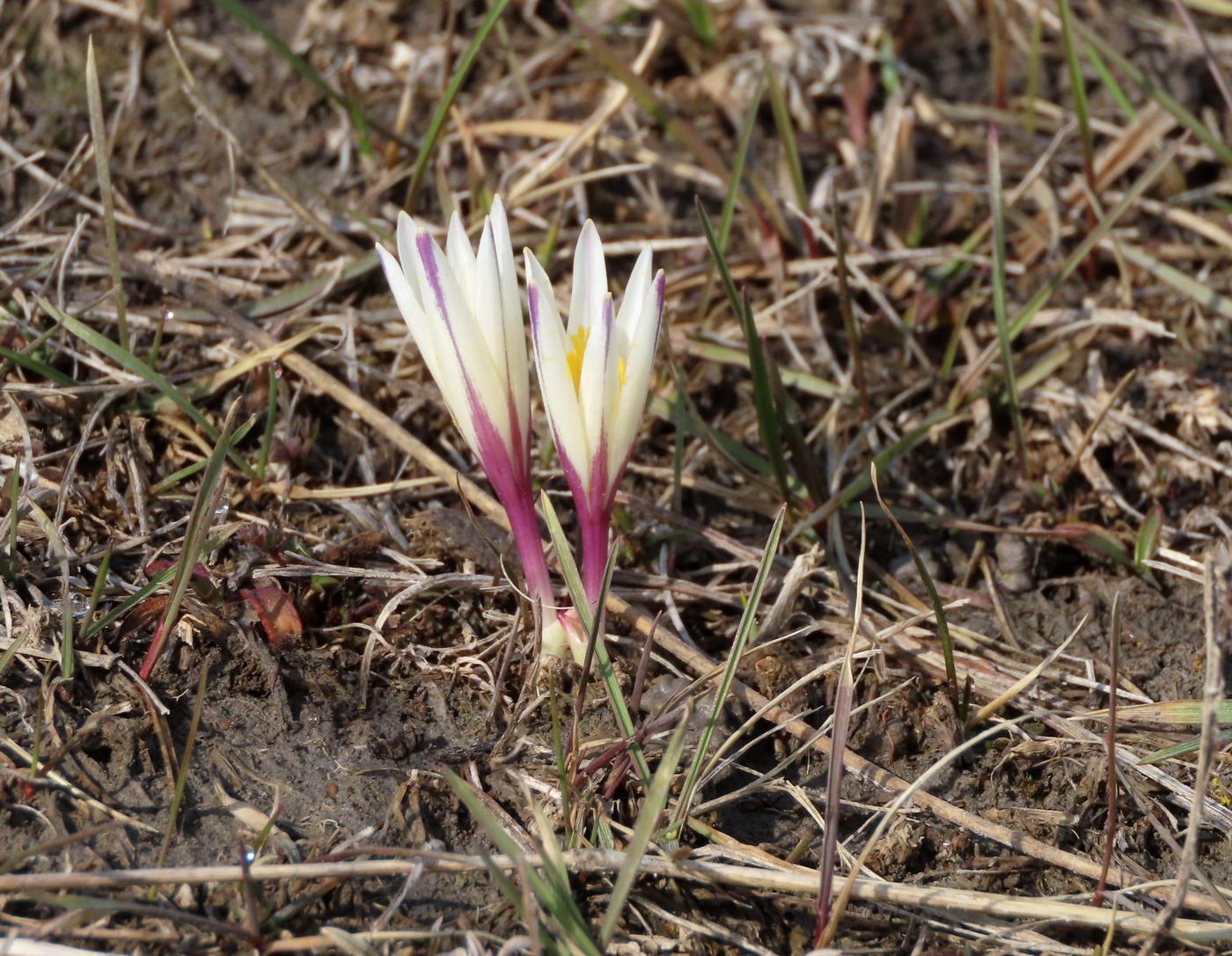 Изображение особи Colchicum kesselringii.