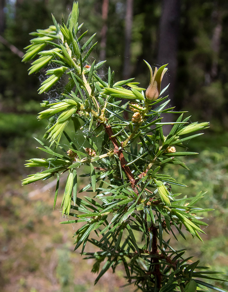 Image of Juniperus communis specimen.