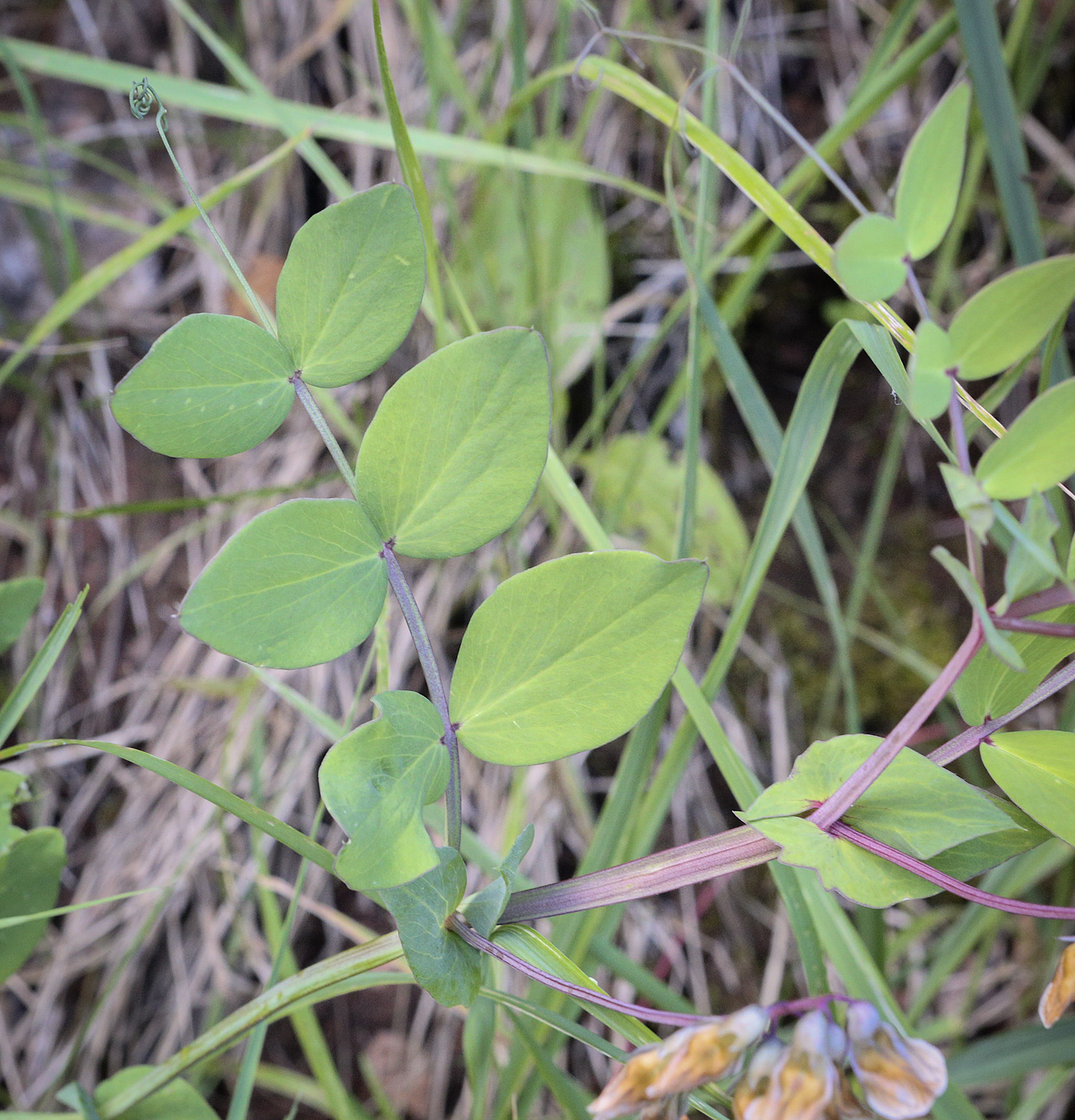 Image of Lathyrus pisiformis specimen.