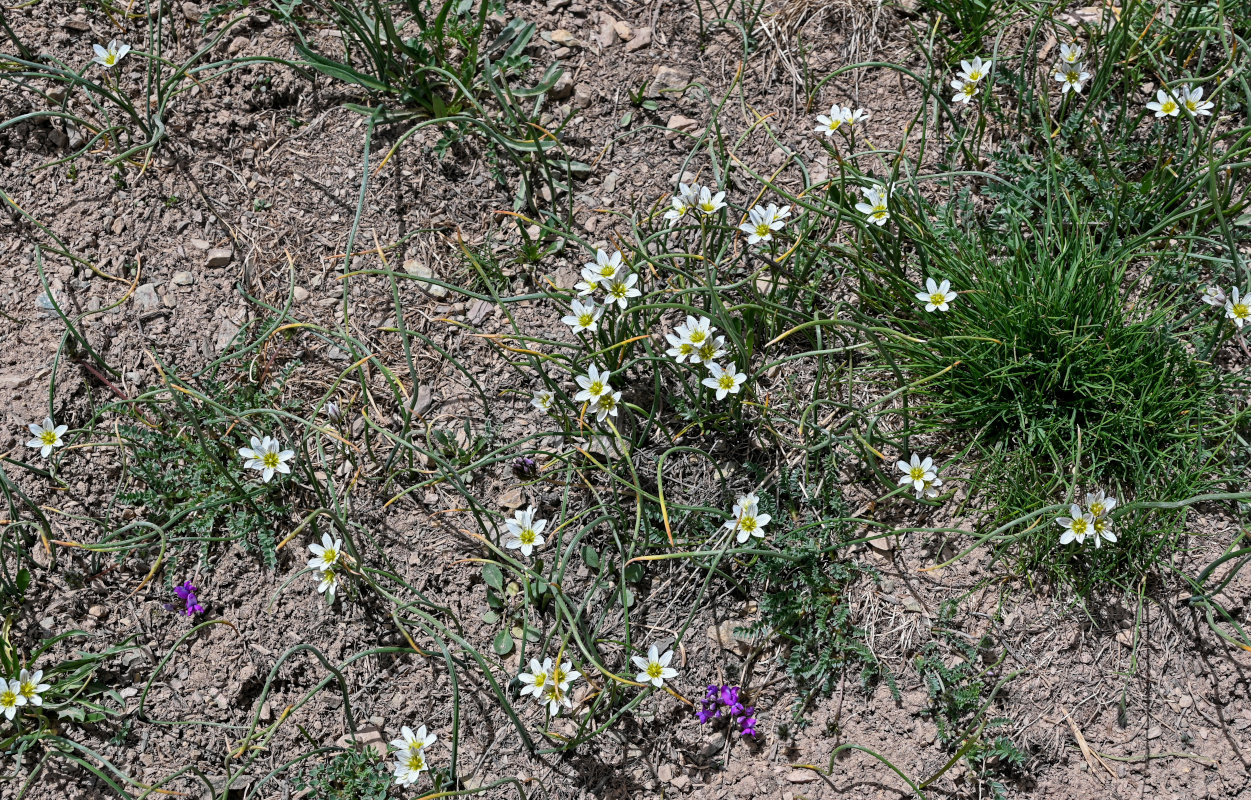 Image of Lloydia serotina specimen.