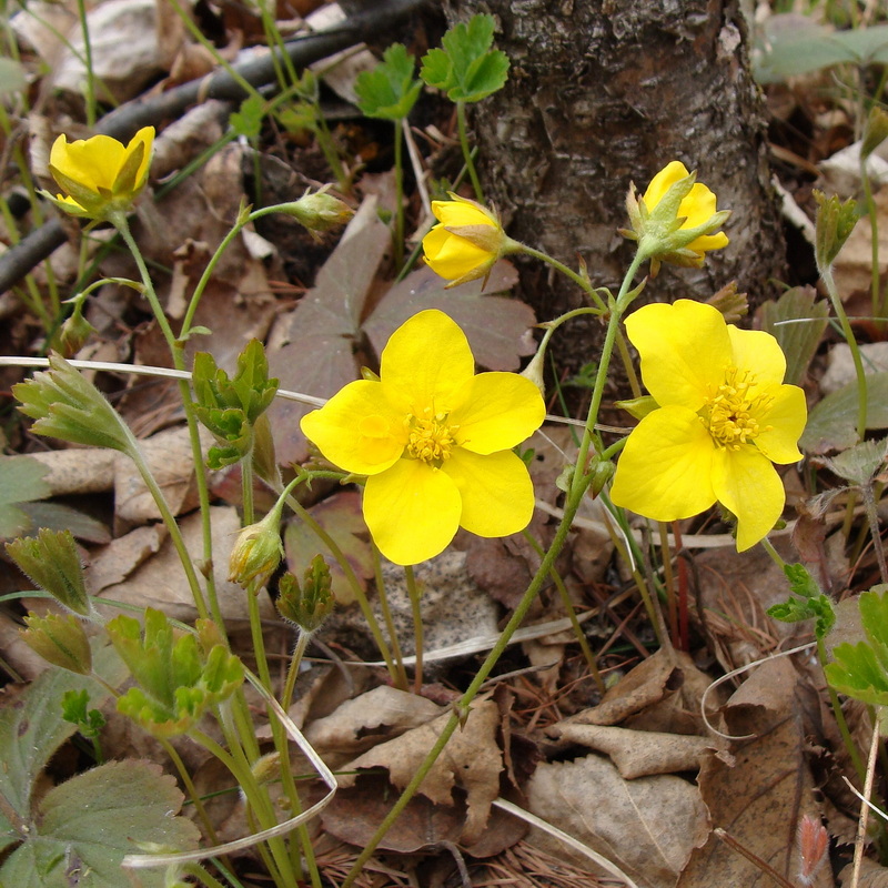 Image of Waldsteinia ternata ssp. maximowicziana specimen.