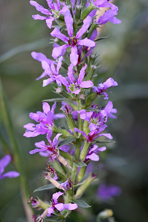 Image of Lythrum salicaria specimen.