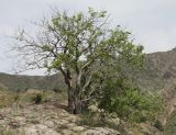 Celtis caucasica