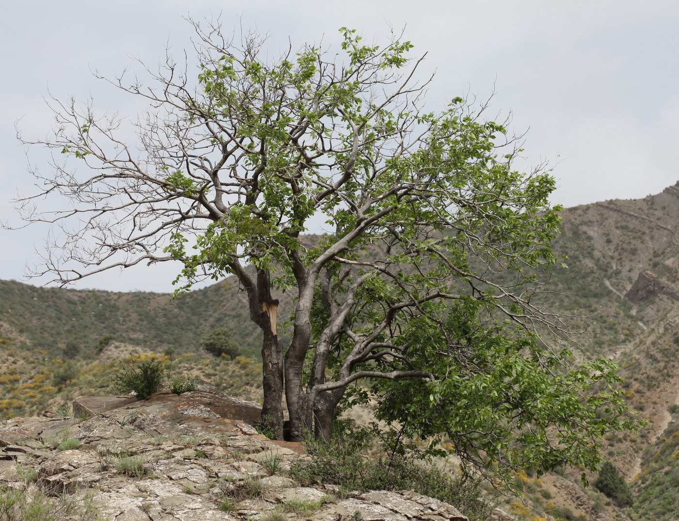 Image of Celtis caucasica specimen.