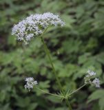 Valeriana wolgensis