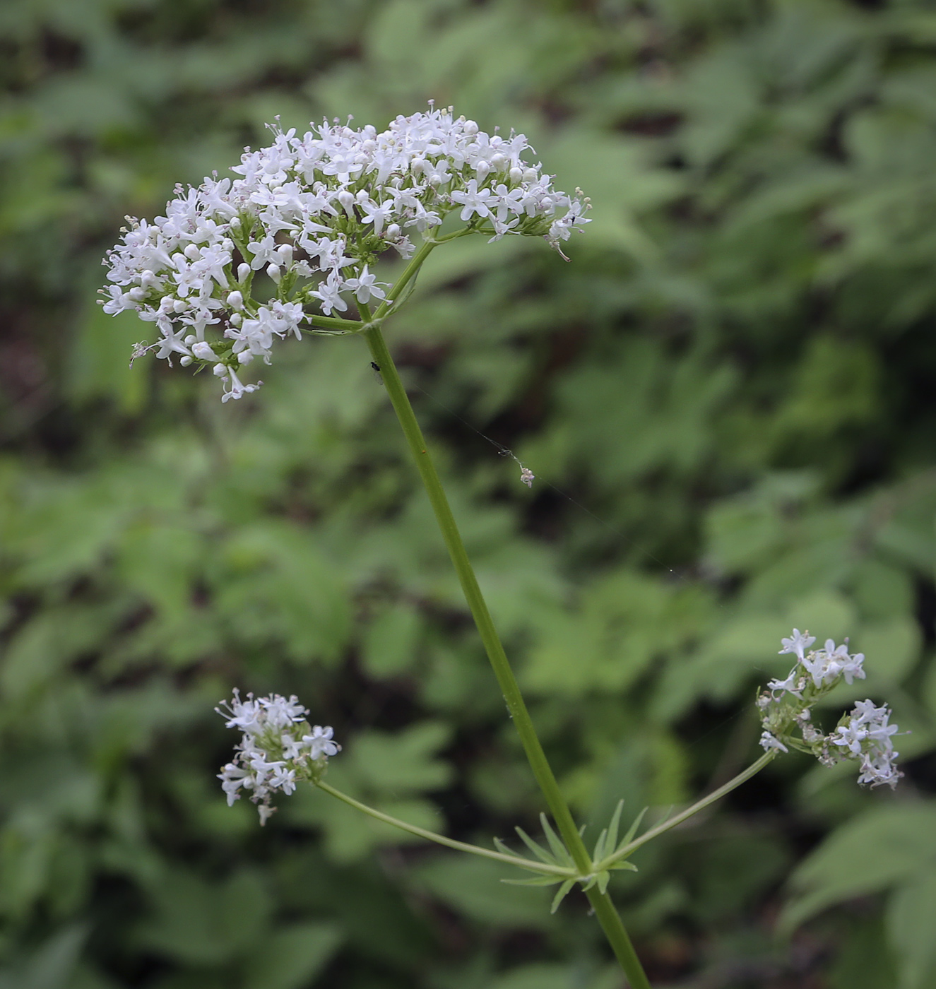 Изображение особи Valeriana wolgensis.