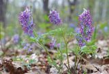 Corydalis turtschaninovii. Цветущее растение. Амурская обл., Архаринский р-н, отроги Малого Хингана, широколиственный лес на вершине водораздела. 20.05.2022.