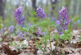 Corydalis turtschaninovii