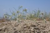 Aphanopleura capillifolia. Плодоносящее растение. Таджикистан, Согдийская обл., горы Окбель, лёссовый склон. 7 мая 2023 г.