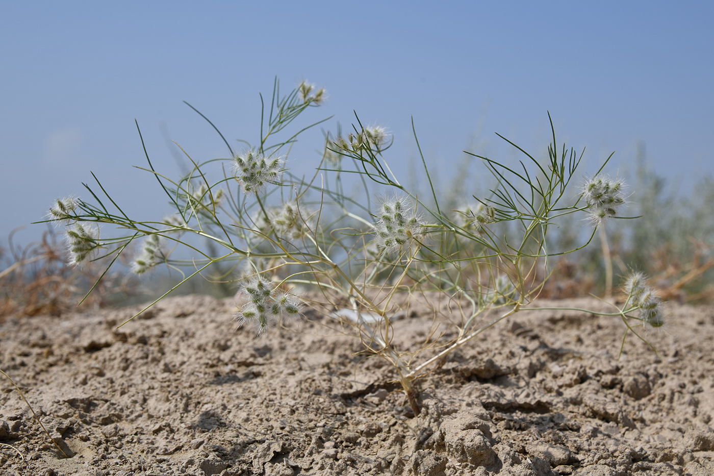 Image of Aphanopleura capillifolia specimen.