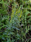 Genista tinctoria