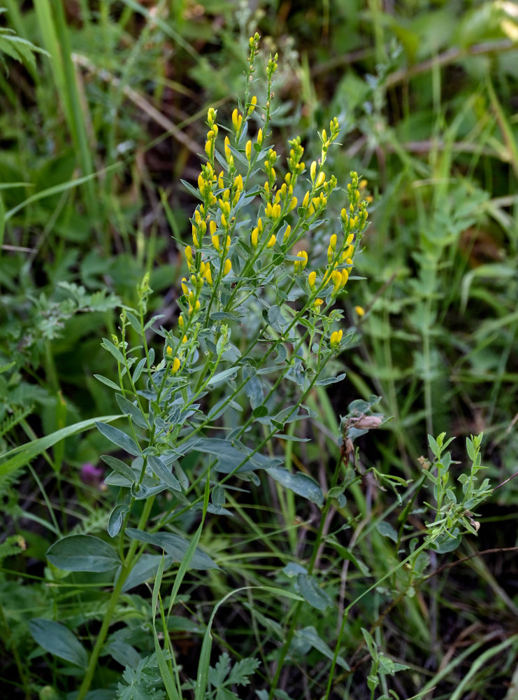 Изображение особи Genista tinctoria.