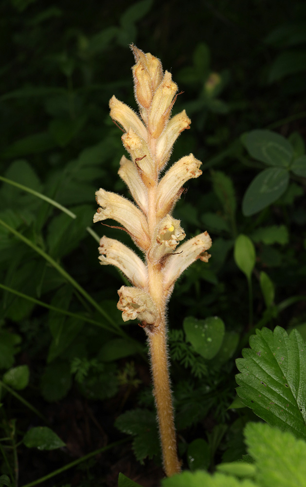 Изображение особи род Orobanche.