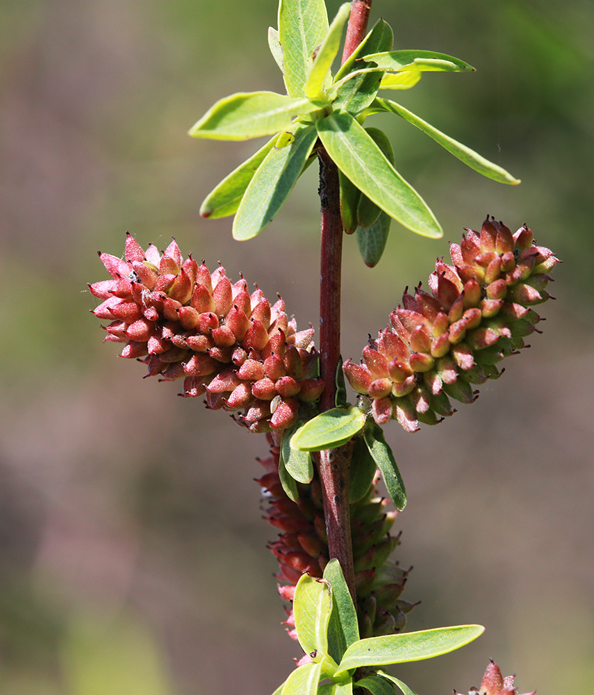 Image of Salix integra specimen.