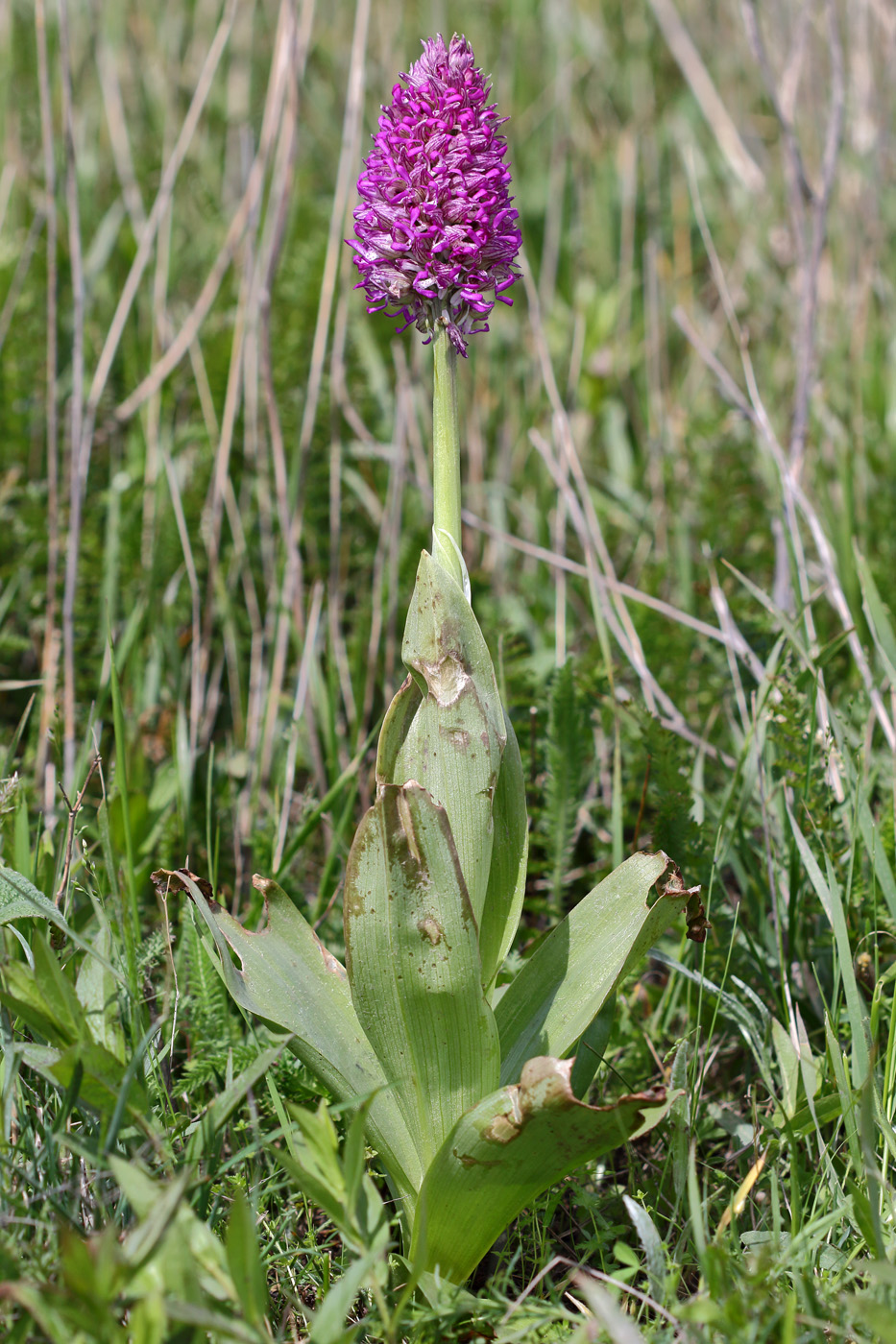 Изображение особи Orchis &times; angusticruris nothosubsp. transcaucasica.