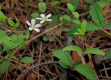 Moehringia lateriflora