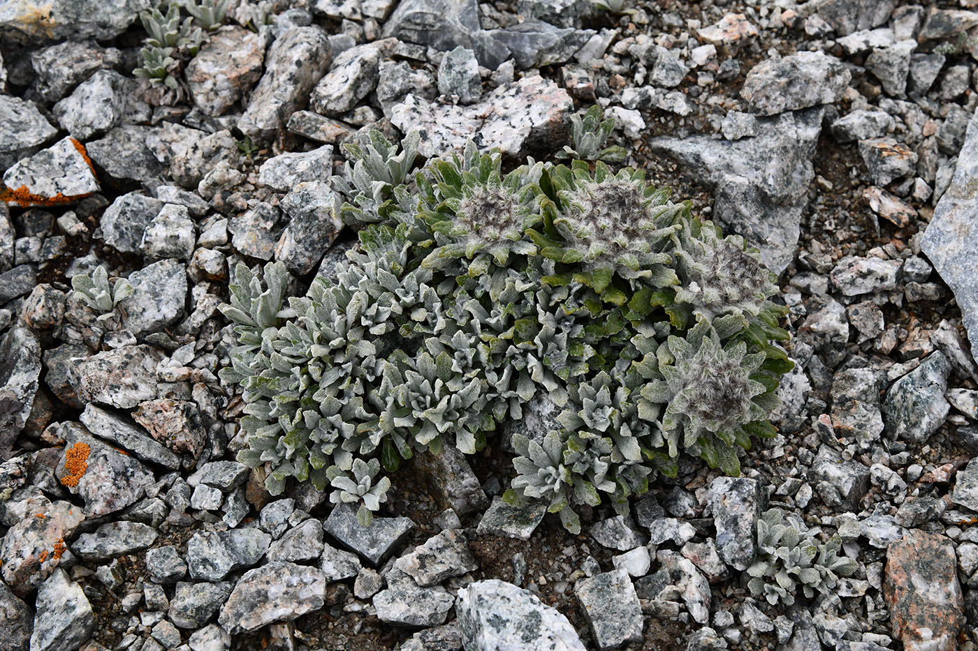Image of Saussurea gnaphalodes specimen.