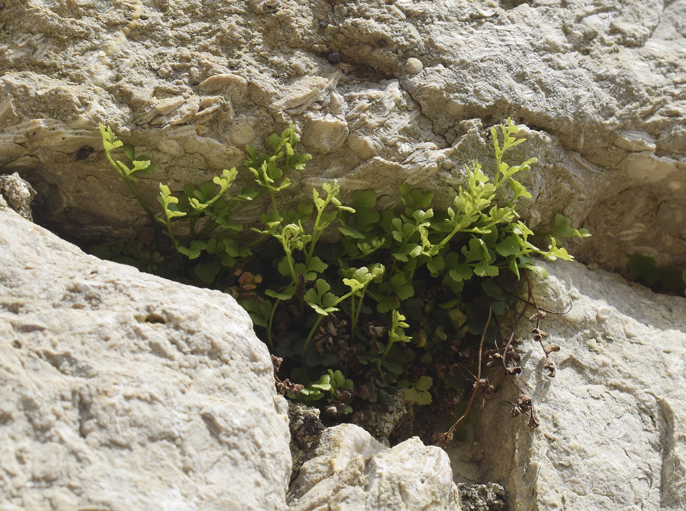 Image of Asplenium ruta-muraria specimen.