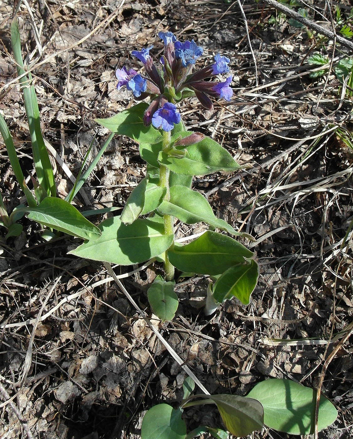 Изображение особи Pulmonaria mollis.