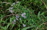 Symphyotrichum novi-belgii