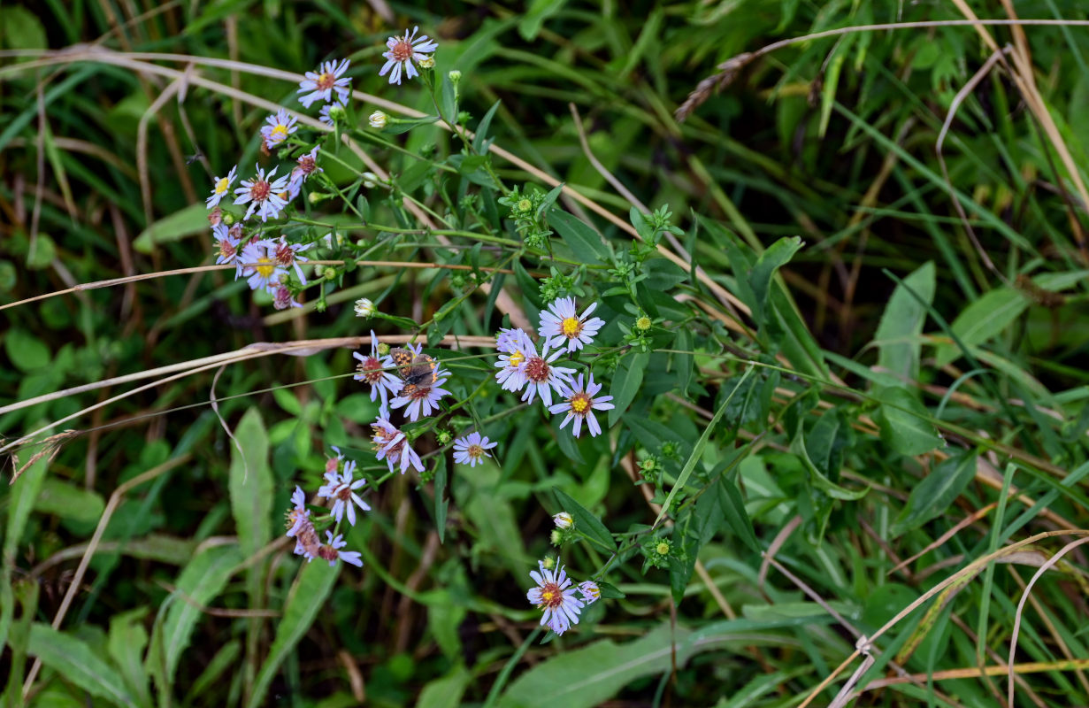 Изображение особи Symphyotrichum novi-belgii.