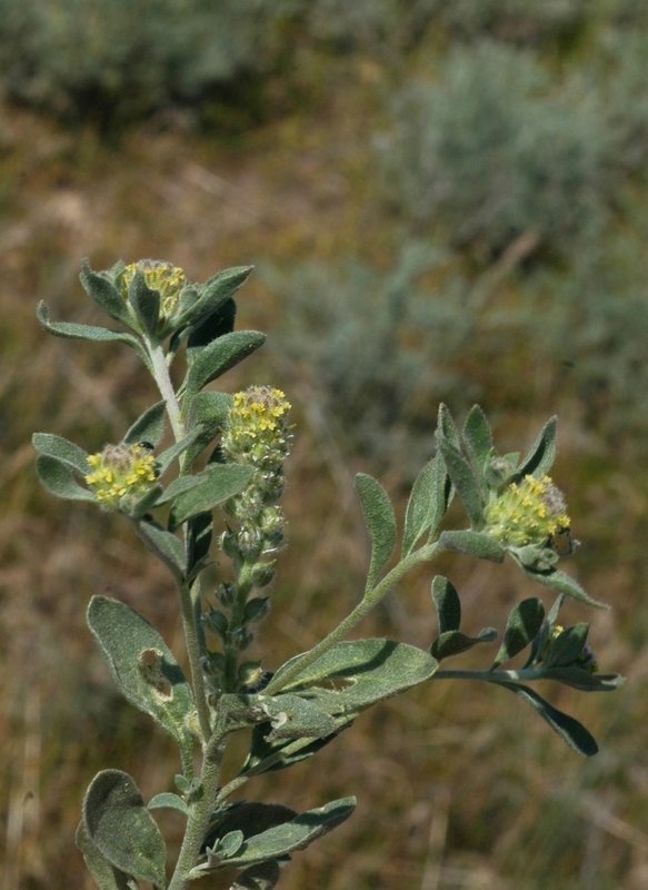 Image of Alyssum dasycarpum specimen.