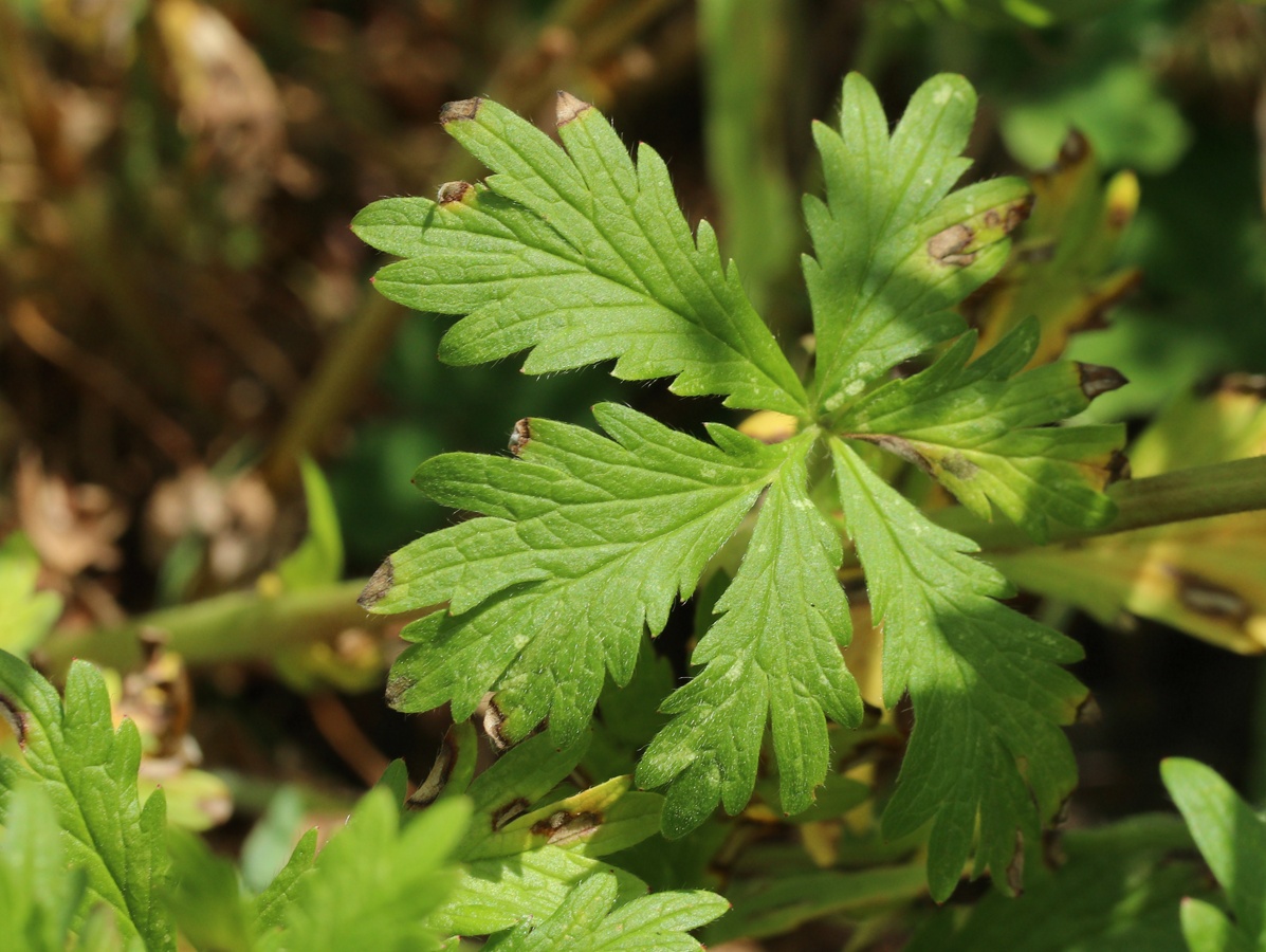 Image of Potentilla intermedia specimen.