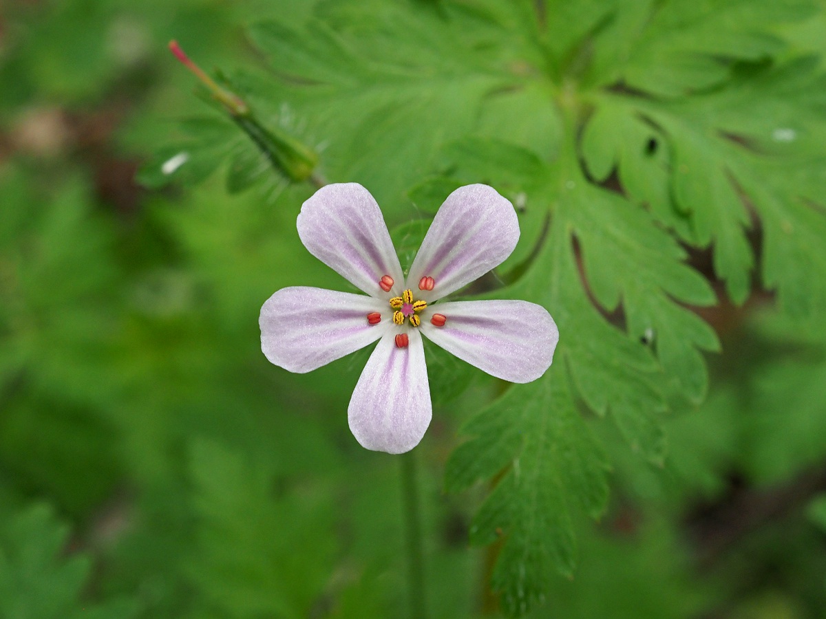 Image of Geranium robertianum specimen.