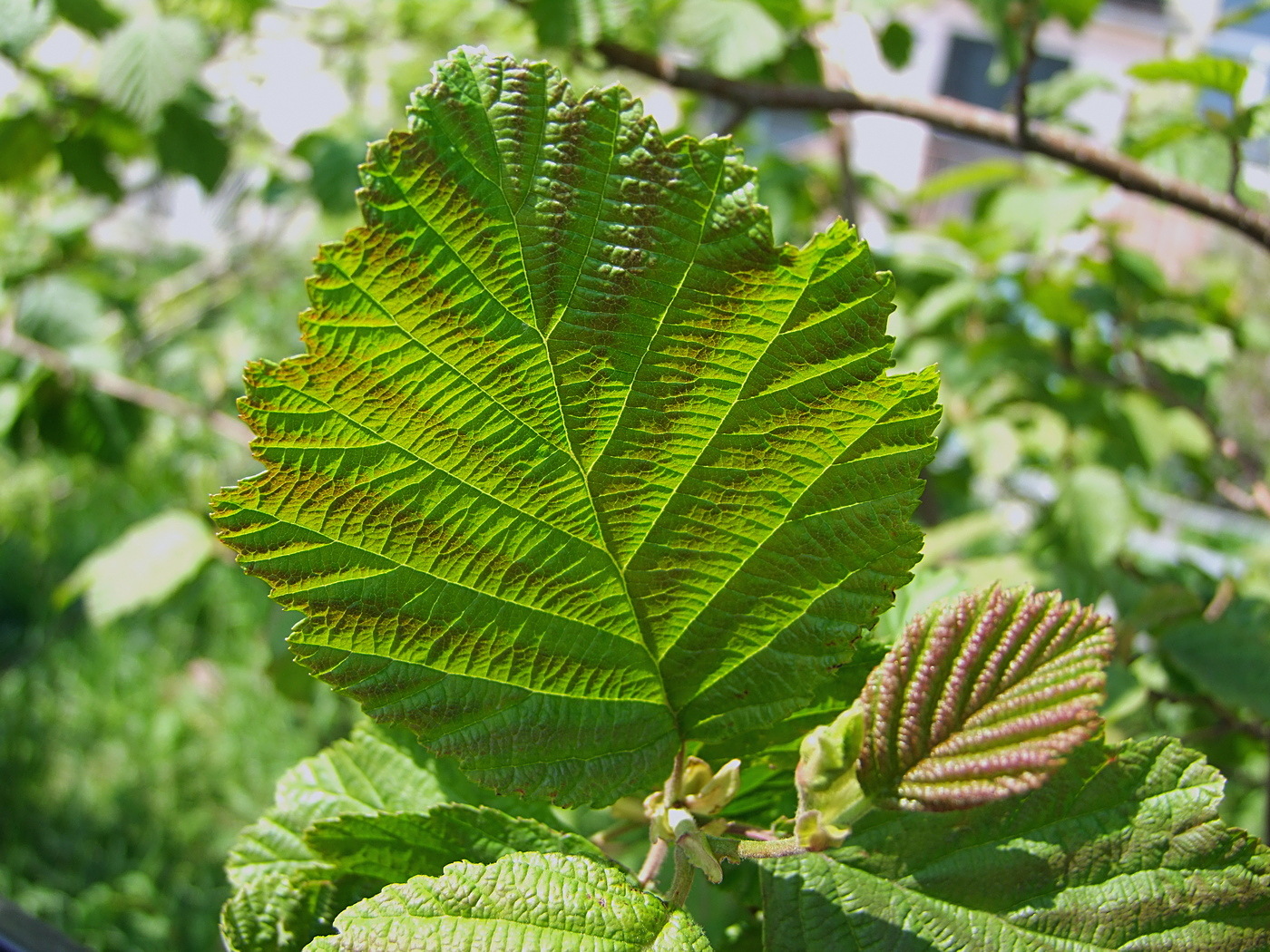 Изображение особи Alnus hirsuta.