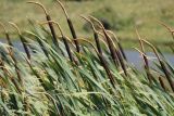 genus Typha