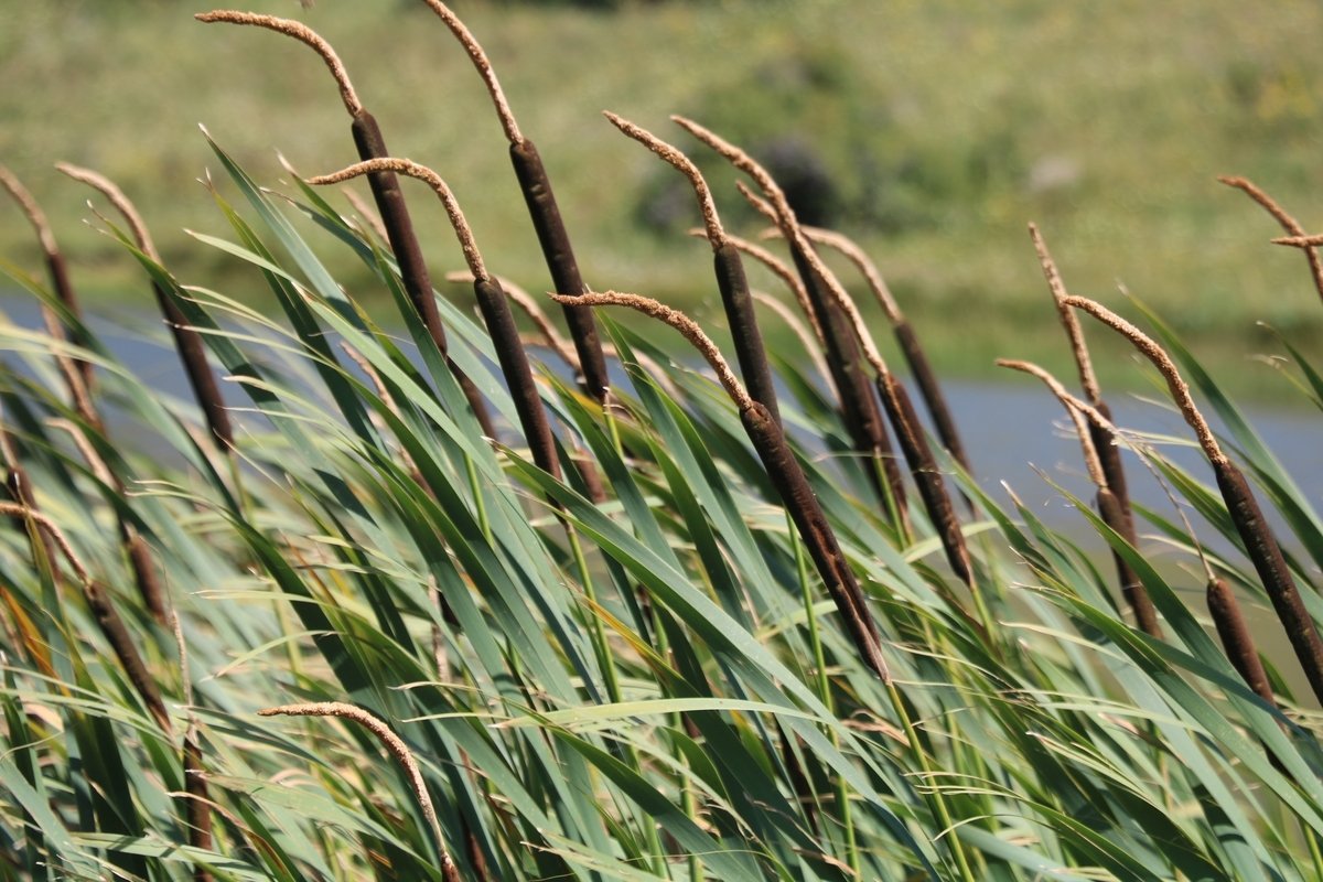 Изображение особи род Typha.