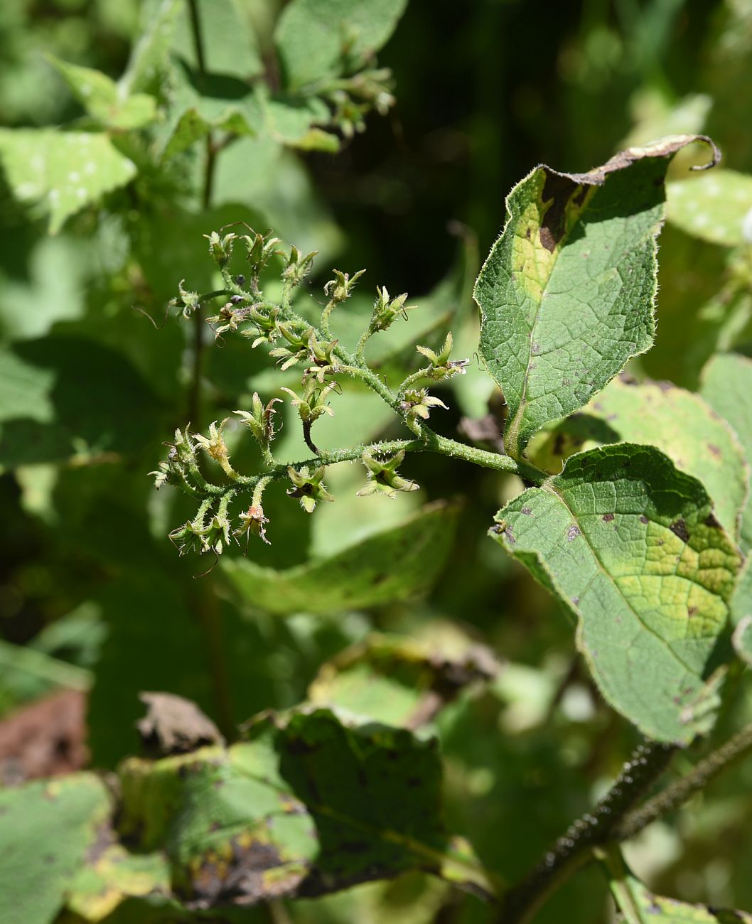 Image of Symphytum officinale specimen.