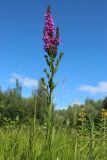 Lythrum salicaria. Верхушка цветущего растения. Новгородская обл., Новгородский р-н, дер. Юрьево напротив музея «Витославлицы», луг (бывший сенокос?) среди леса. 24.07.2023.