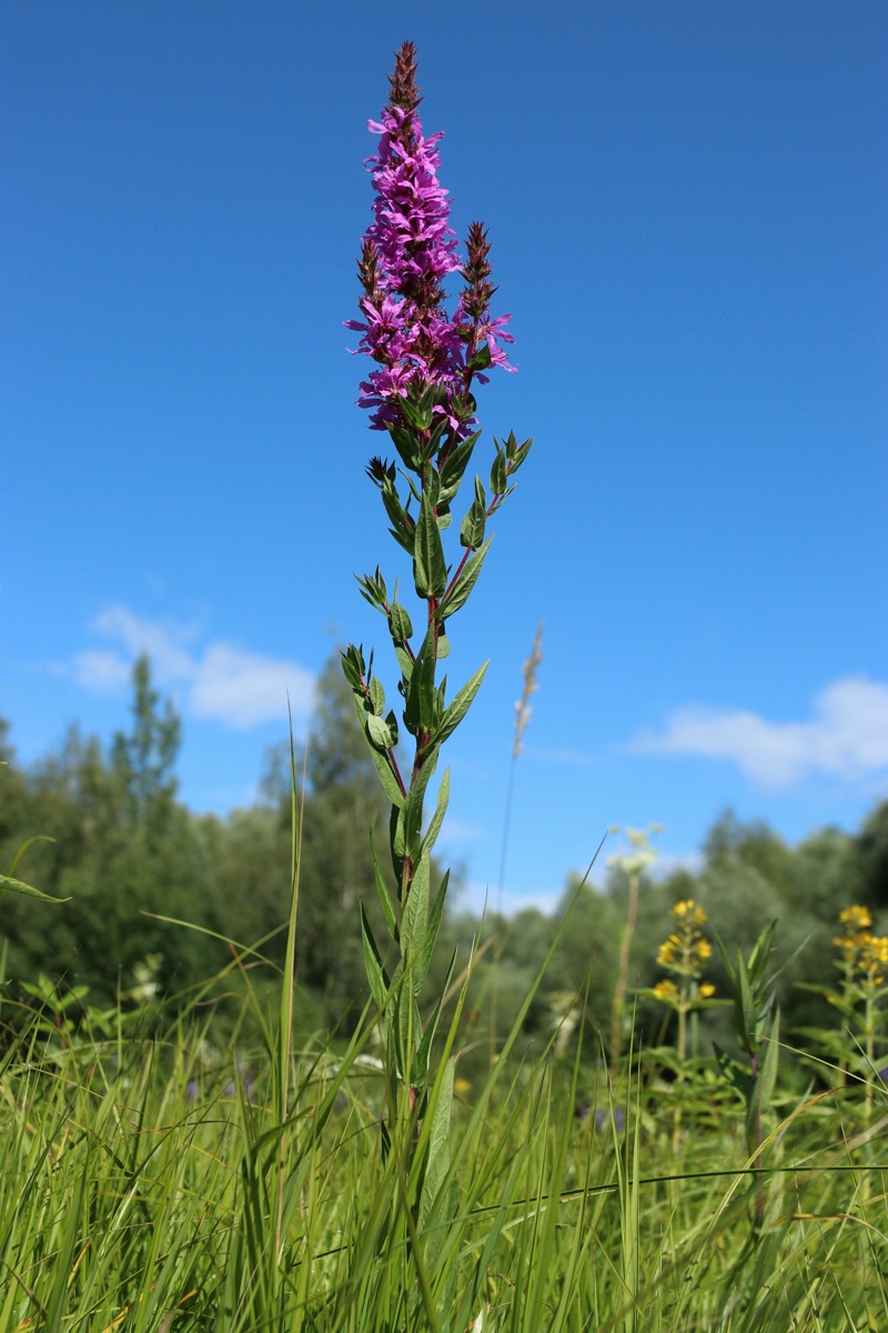 Image of Lythrum salicaria specimen.