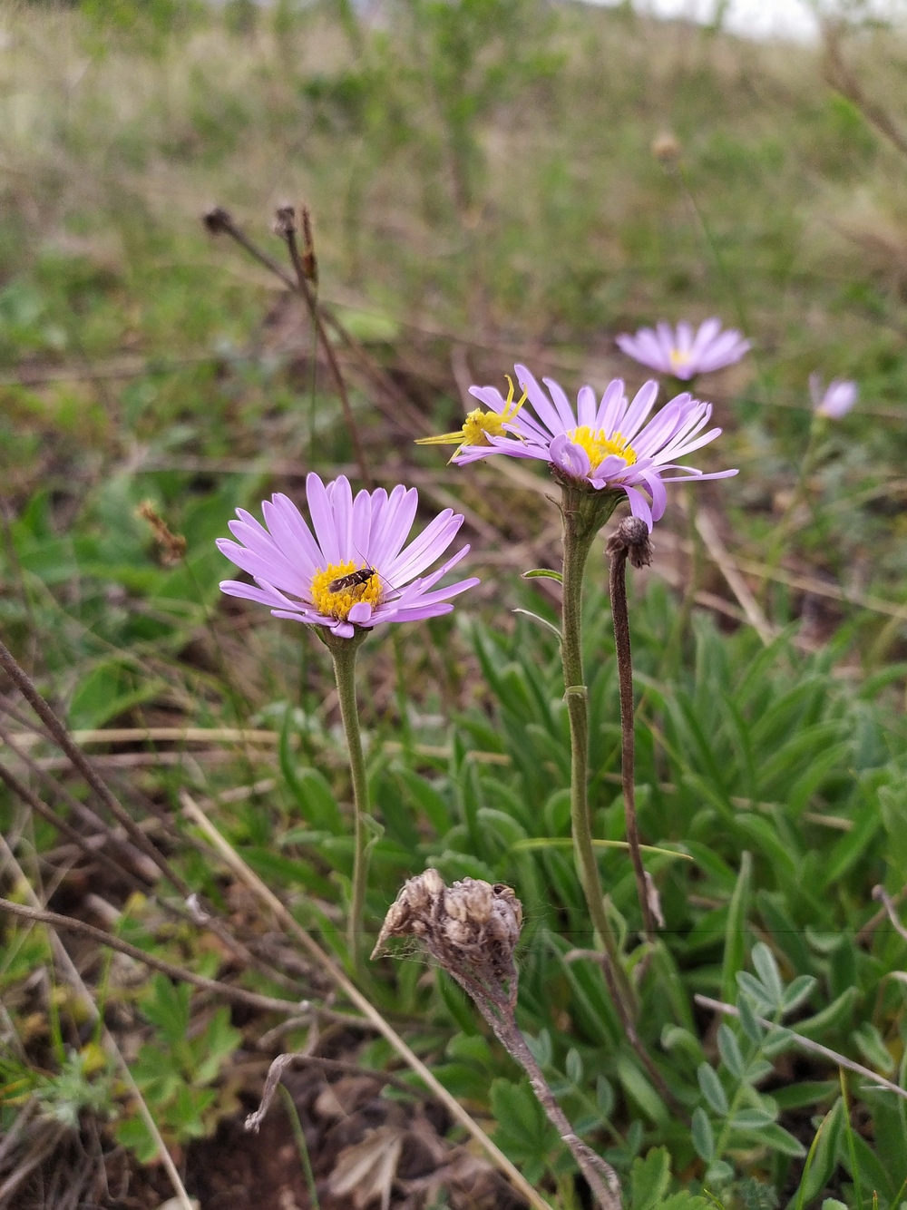 Изображение особи Aster alpinus.