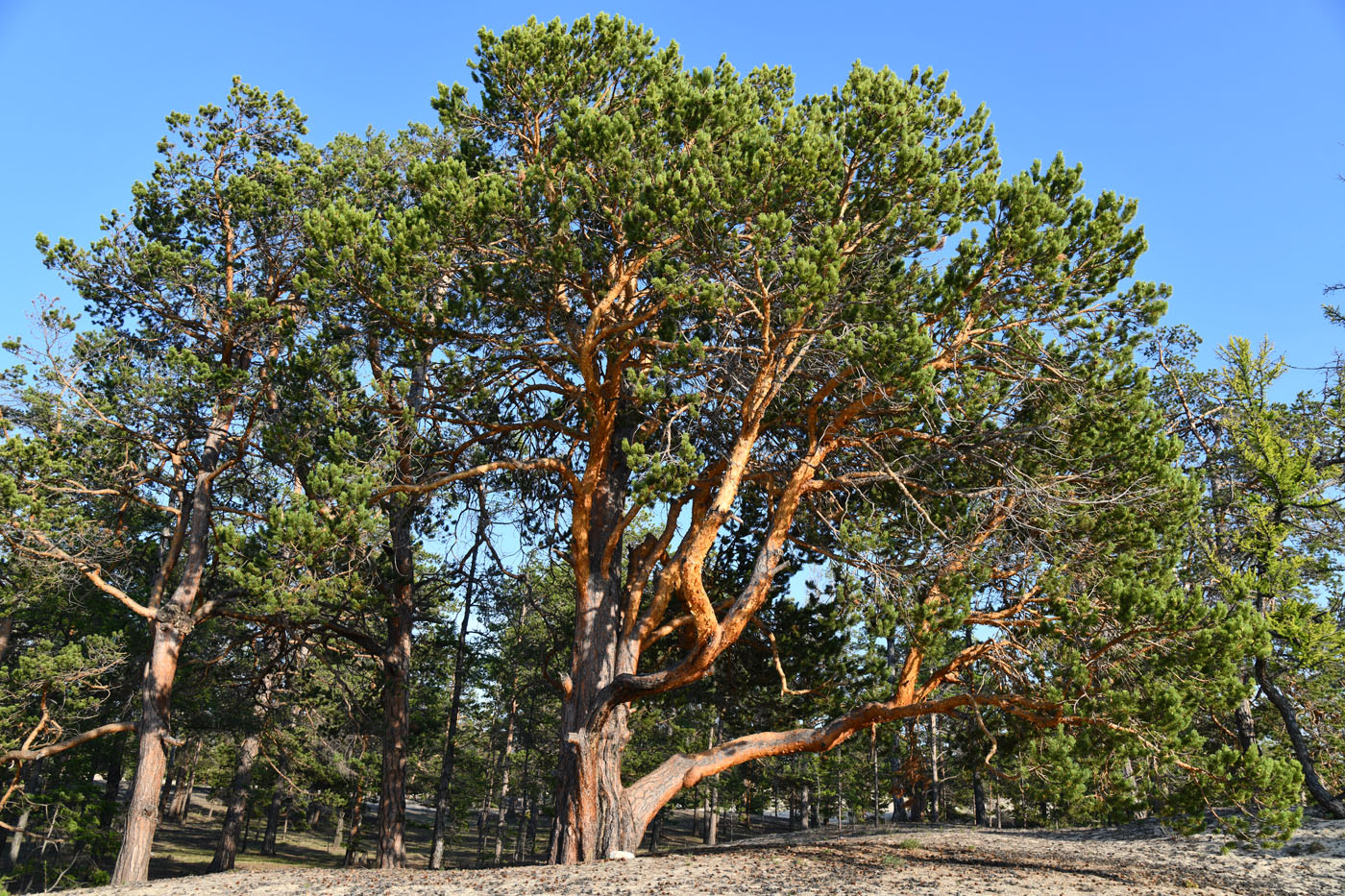 Изображение особи Pinus sylvestris.