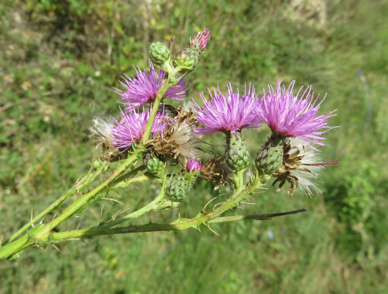 Image of Cirsium creticum specimen.