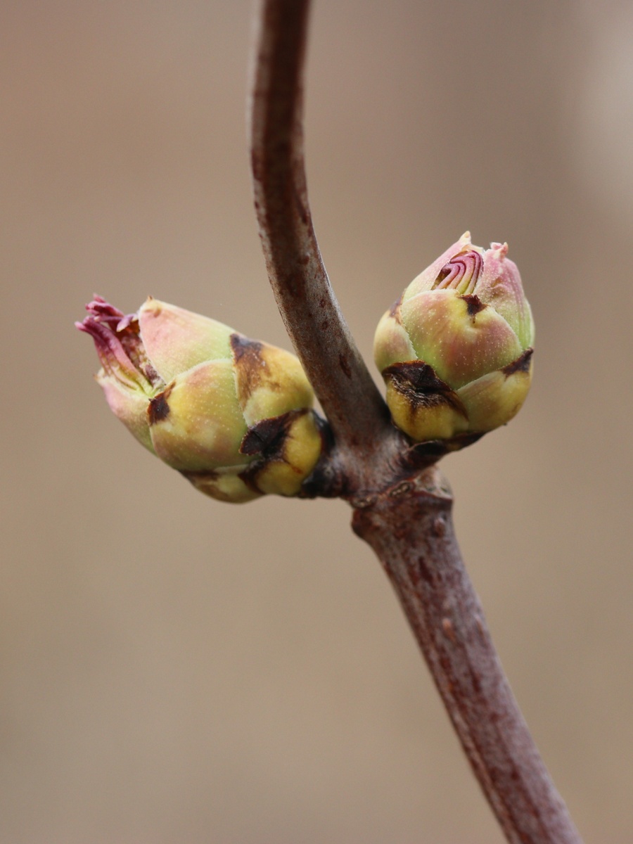 Изображение особи род Sambucus.