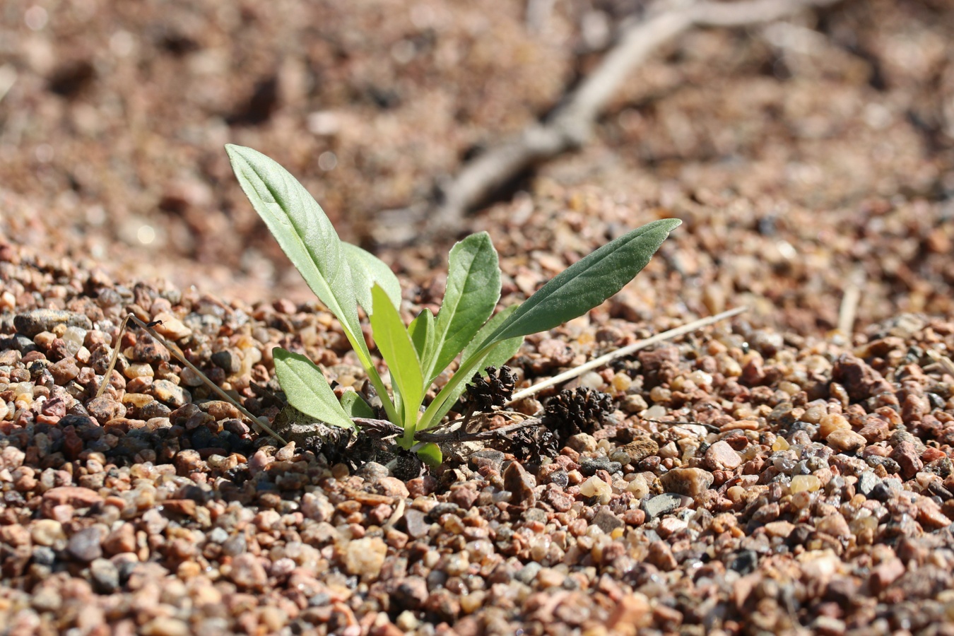 Image of Isatis tinctoria specimen.