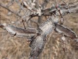 Ulmus japonica. Часть покоящейся ветви. Хабаровский край, окр. г. Комсомольск-на Амуре, край сырого луга. 02.05.2024.