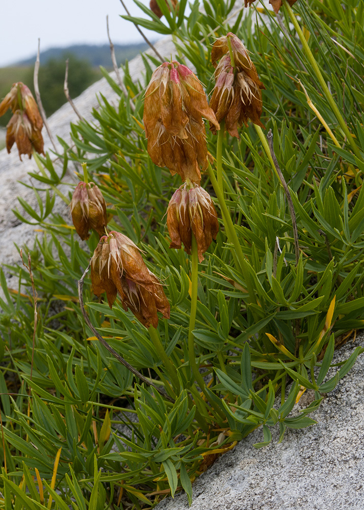 Image of Trifolium polyphyllum specimen.